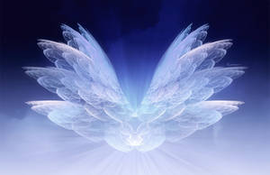 wings2