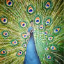 Pavo Real