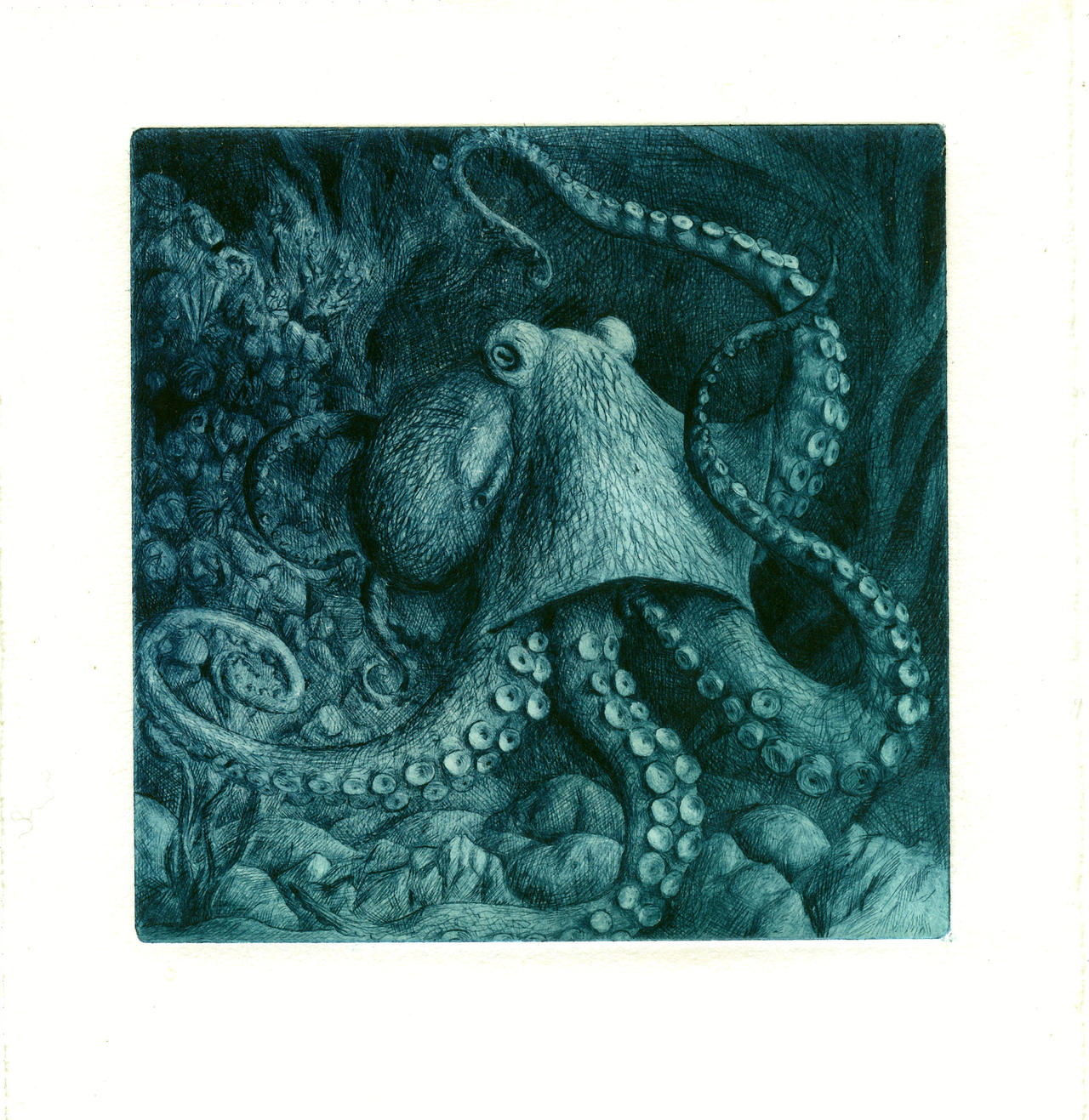 Octopus