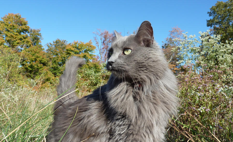 Ash Cat by Cellopuddin on DeviantArt