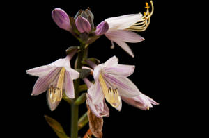 Hosta 1