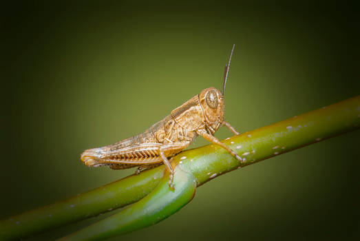 Grasshopper