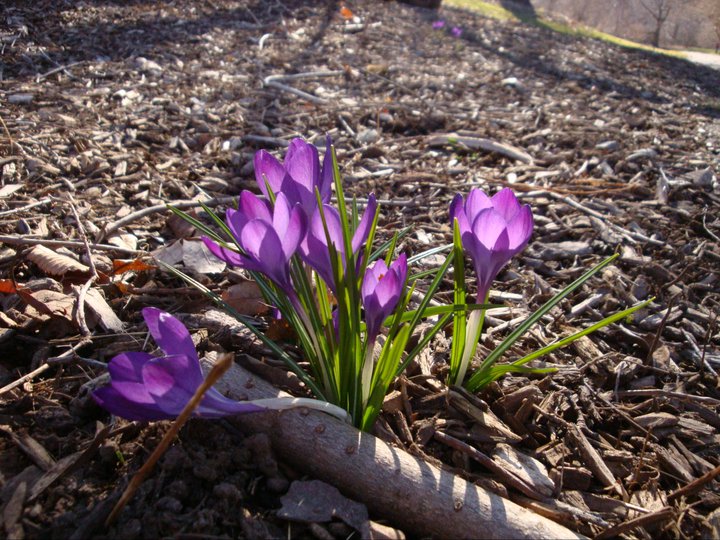 Crocus Pocus