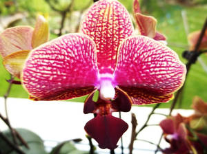 Orchidea