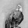 Eagle Drawing