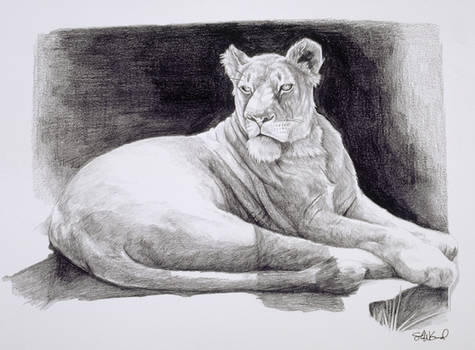 Lioness Study