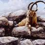 Ibex - Oil painting