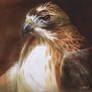 Red-Tailed Hawk Oil Painting