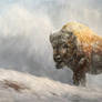 Buffalo Oil Painting