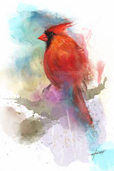 Cardinal Portrait