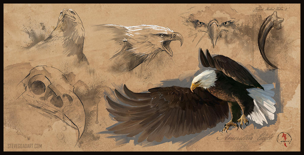 Bald Eagle Study Sheet by stevegoad