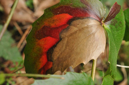 Red Leaf