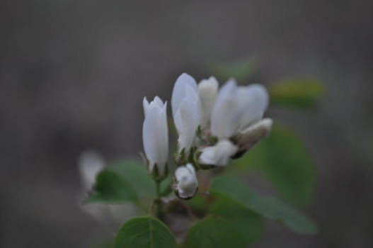 Snow White Petals