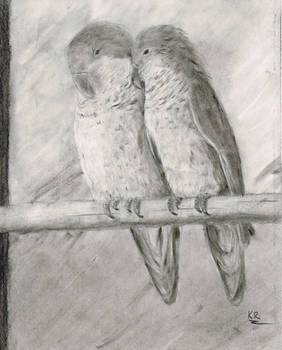 Lovebirds