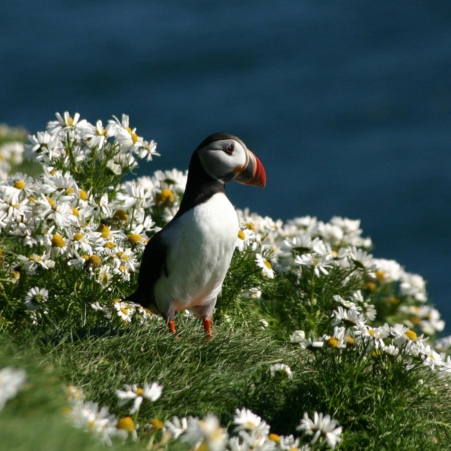 Puffin.