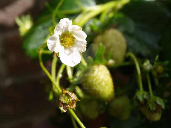 strawberry plant2