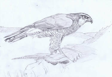 Northern Goshawk