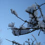 Snow Branches