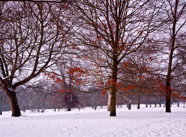 Autumnal Colours in Winter III