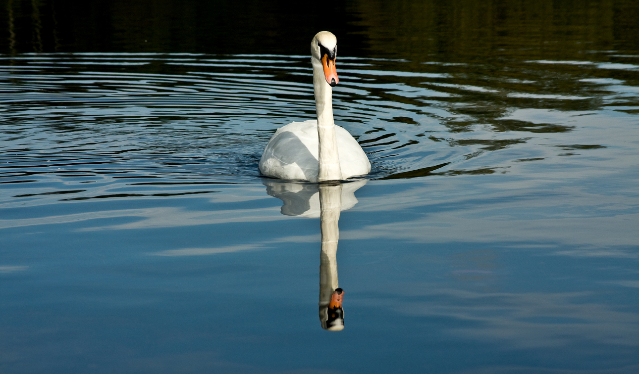 Mute Swan II