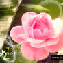 Rosa - fotografia em macro