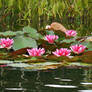 Water Lilies 03
