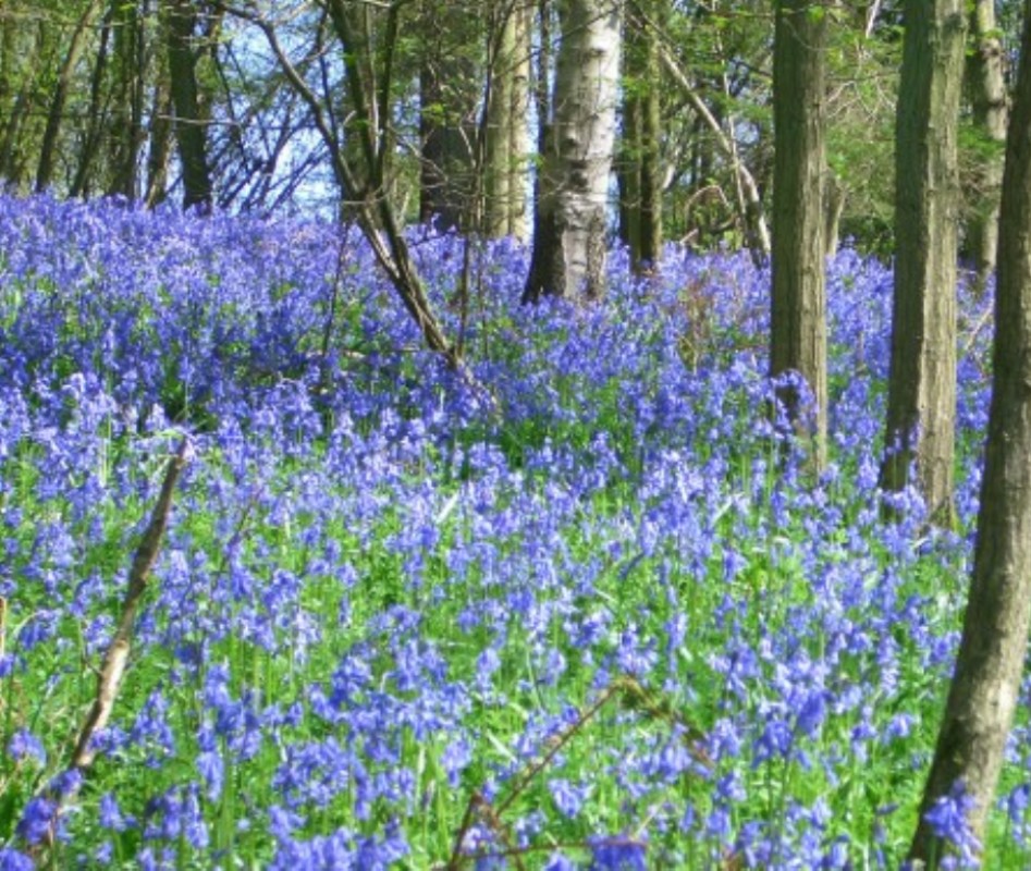 Bluebell Woods