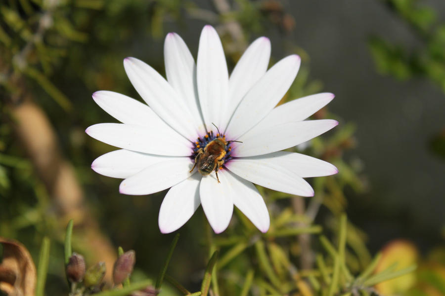 Bee