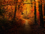 Autumn Forest Trail - Premade BG by Emerald-Depths