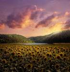 Sunflower Field by Emerald-Depths