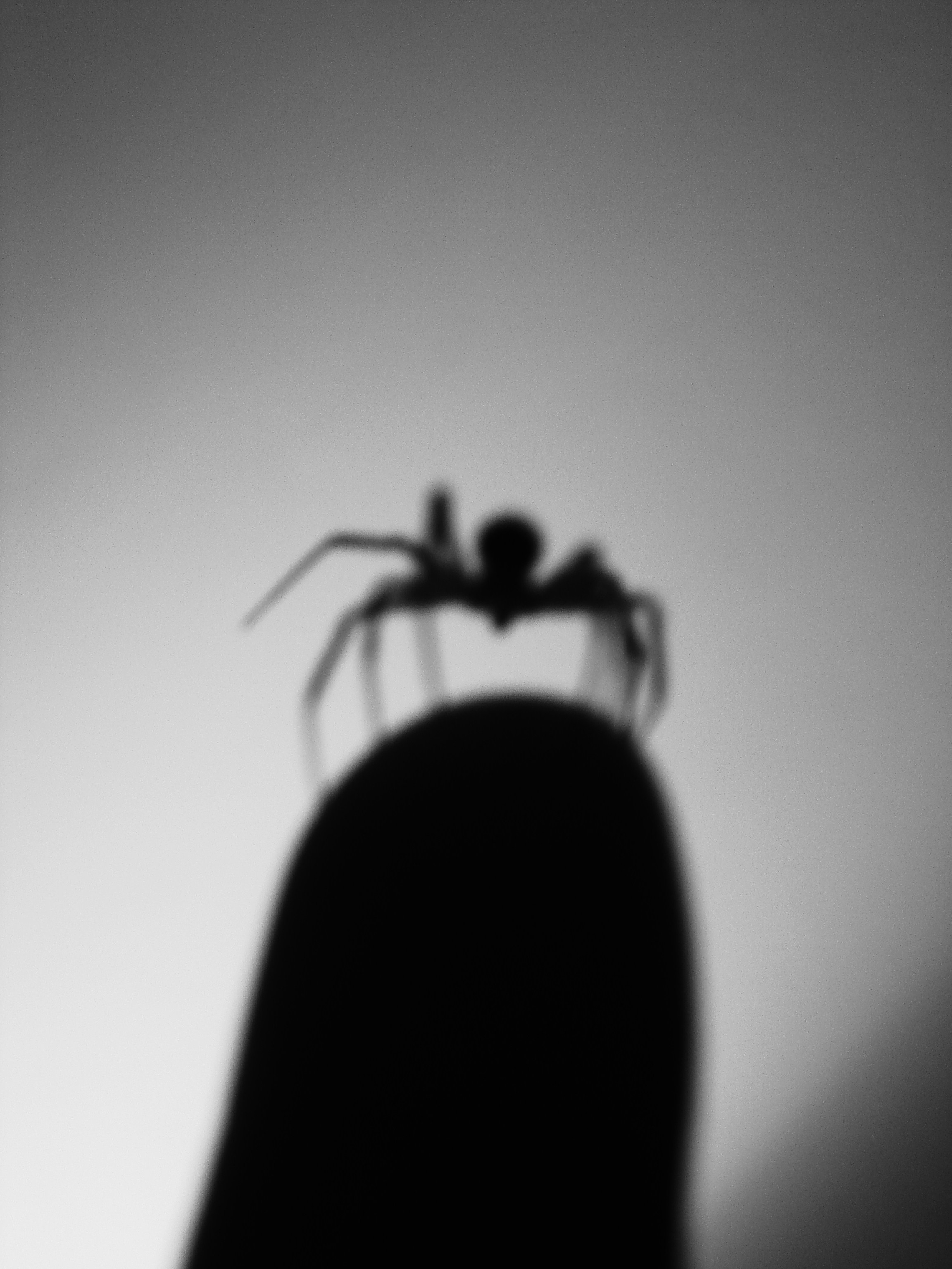 Spider Hand Shadow Spider Shadow by Isaacphotography on DeviantArt