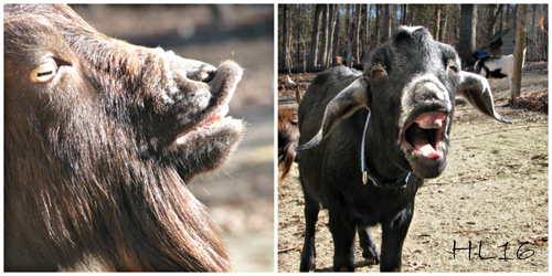 Funny Goat Faces