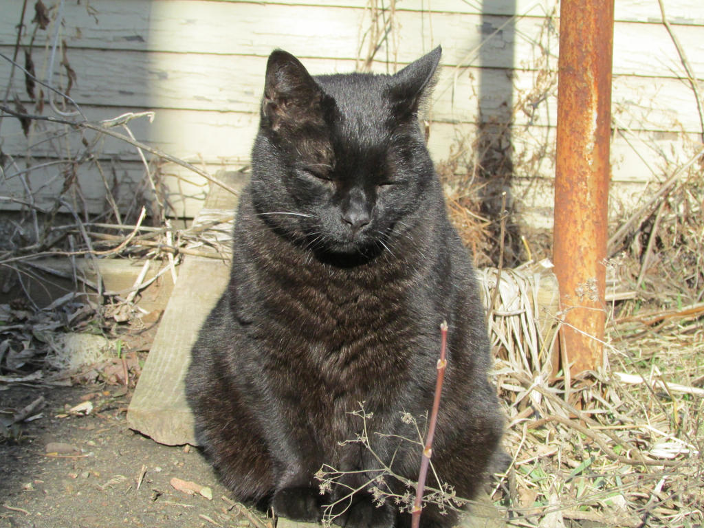 Basking in the Morning Sun.