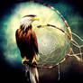 Native Eagle