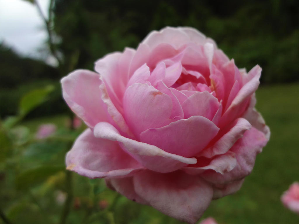 Pink Ruffles by phoenixdaughter20 on DeviantArt