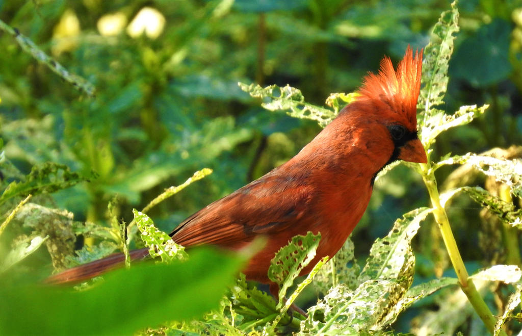 Cardinal Mohawk Mohawk by phoenixdaughter20 on DeviantArt