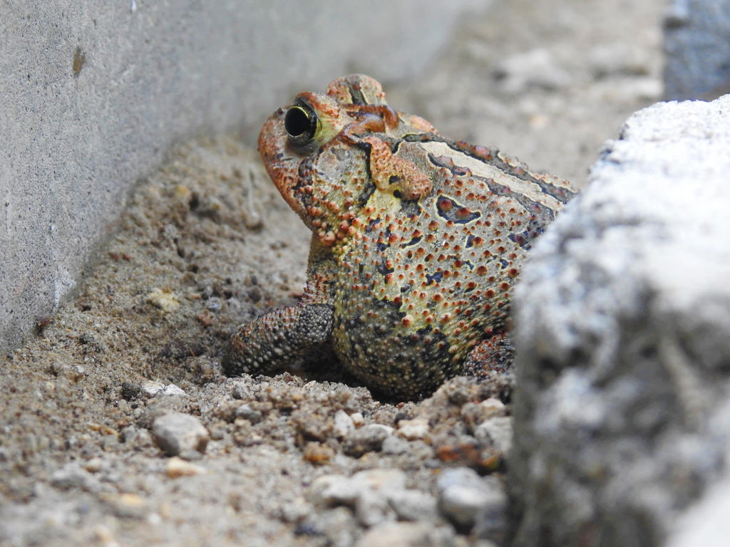 Hop Toad by phoenixdaughter20 on DeviantArt