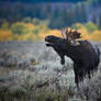Moose in the Sagebrush