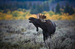 Moose in the Sagebrush by noelholland