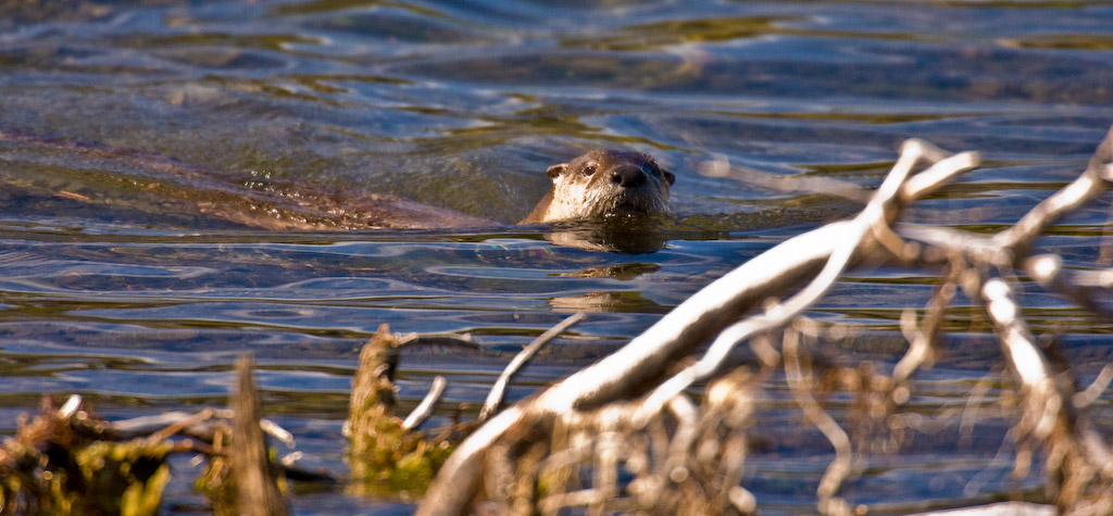 Otter Swimming