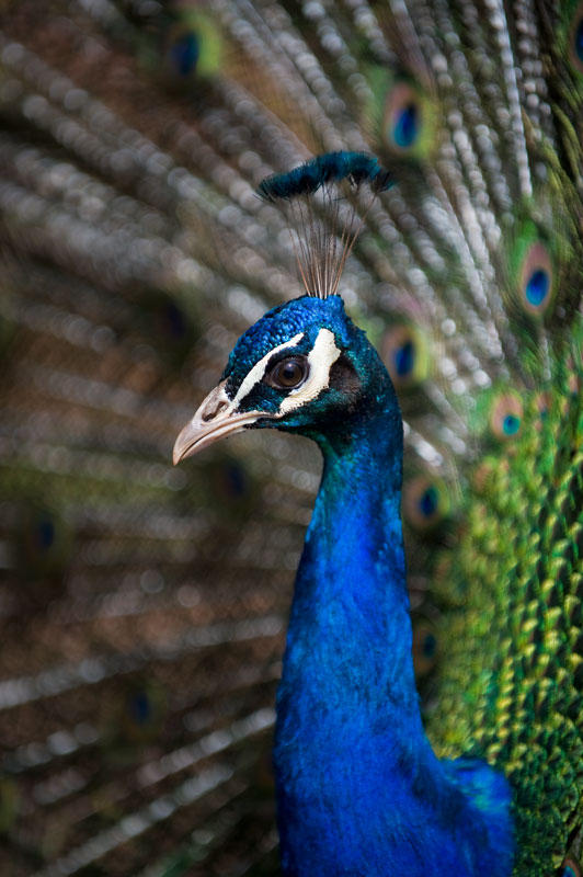 Peacock 1