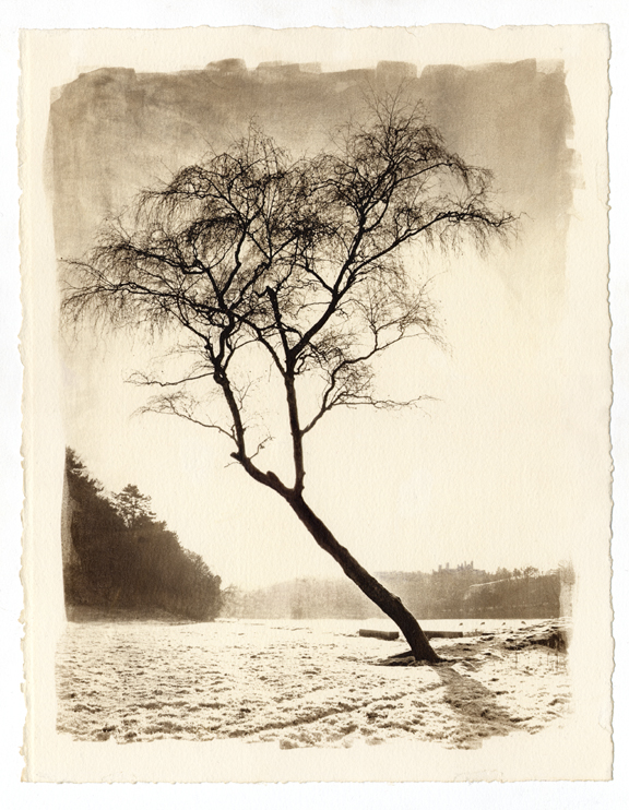 Winter Tree