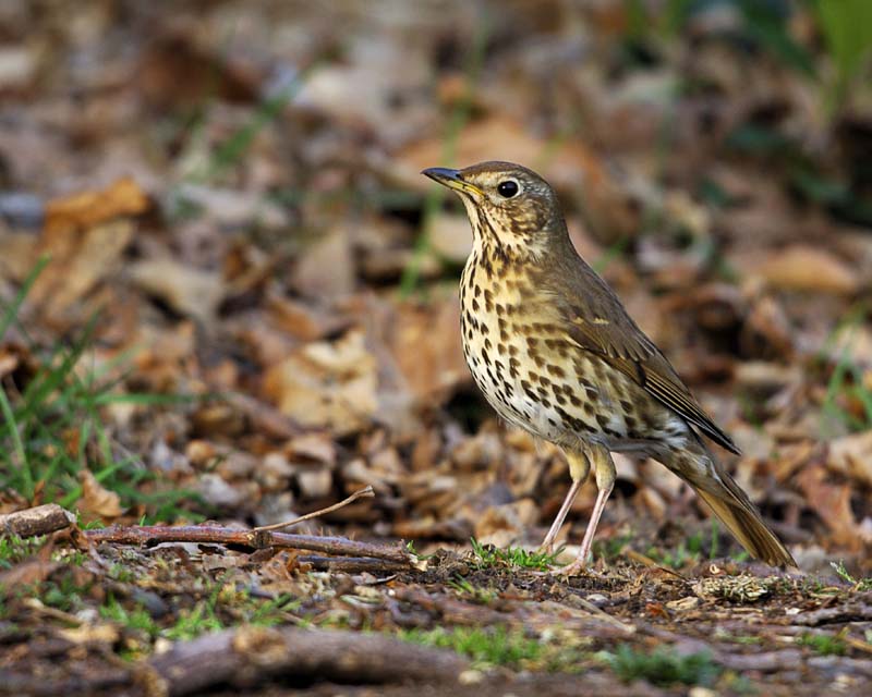 Song Thrush