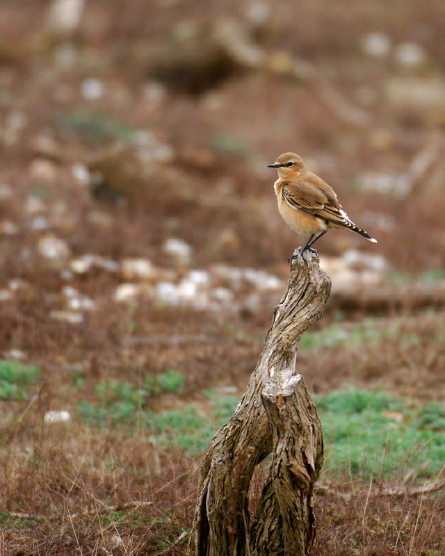 Stonechat 2