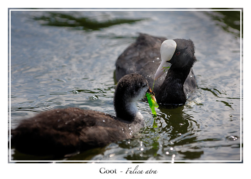 Feeding the young one