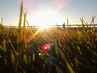 Sunny grass
