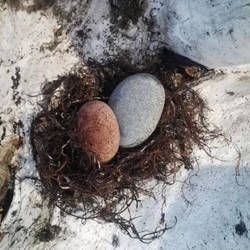 Rock nest