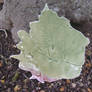 Leaf Plate Two