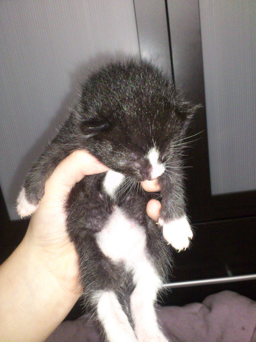 Eva's Baby Kitten :)