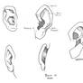 Ear Study